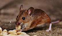 24 Hour & Emergency Exterminators in Upper Gwynedd, PA